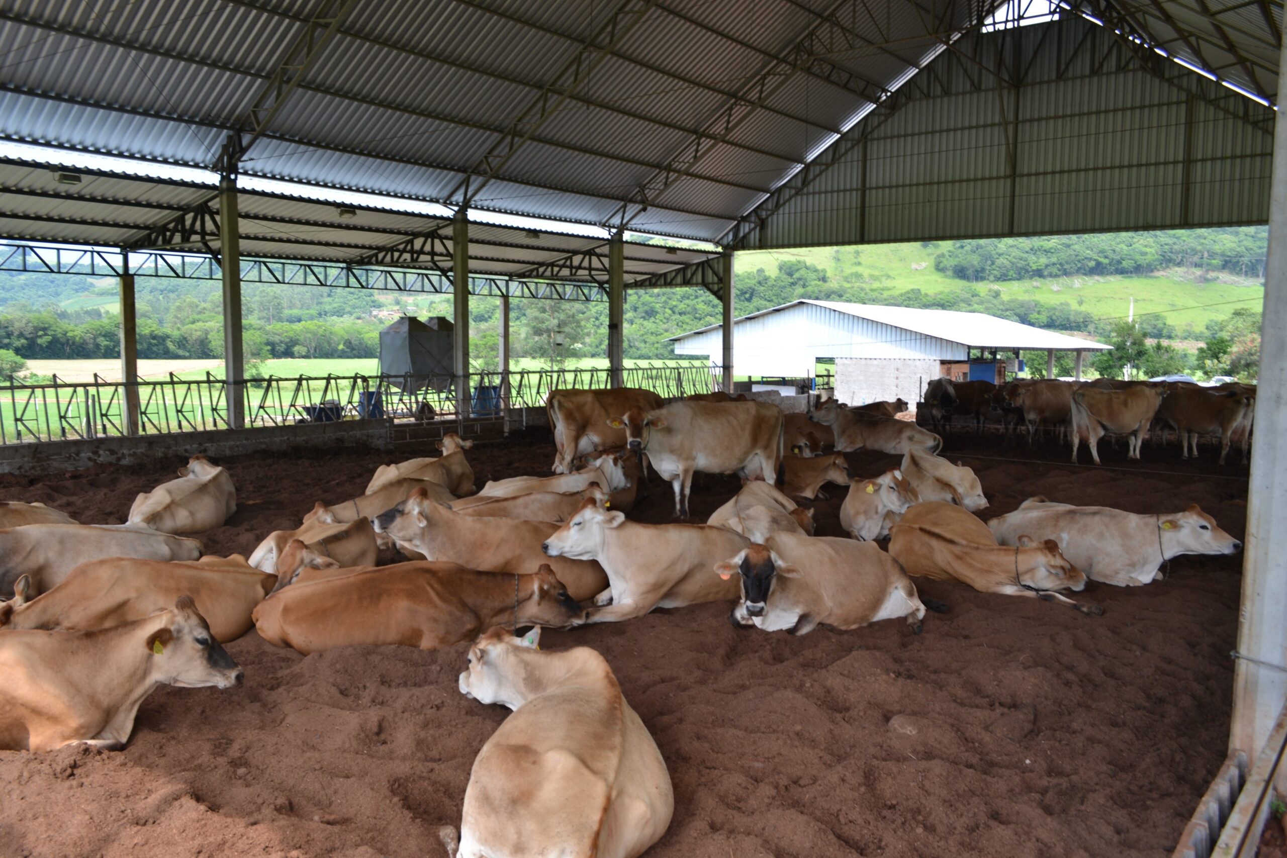 Leia mais sobre o artigo Produção leiteira possui dez Compost Barn em Sul Brasil