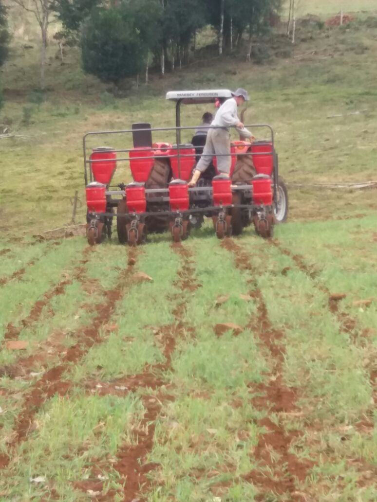 Leia mais sobre o artigo Inicia plantio de milho com estimativa de 1400 hectares para a safra