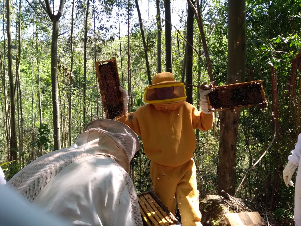Leia mais sobre o artigo Epagri de Sul Brasil desenvolve atividades de meliponicultura e apicultura