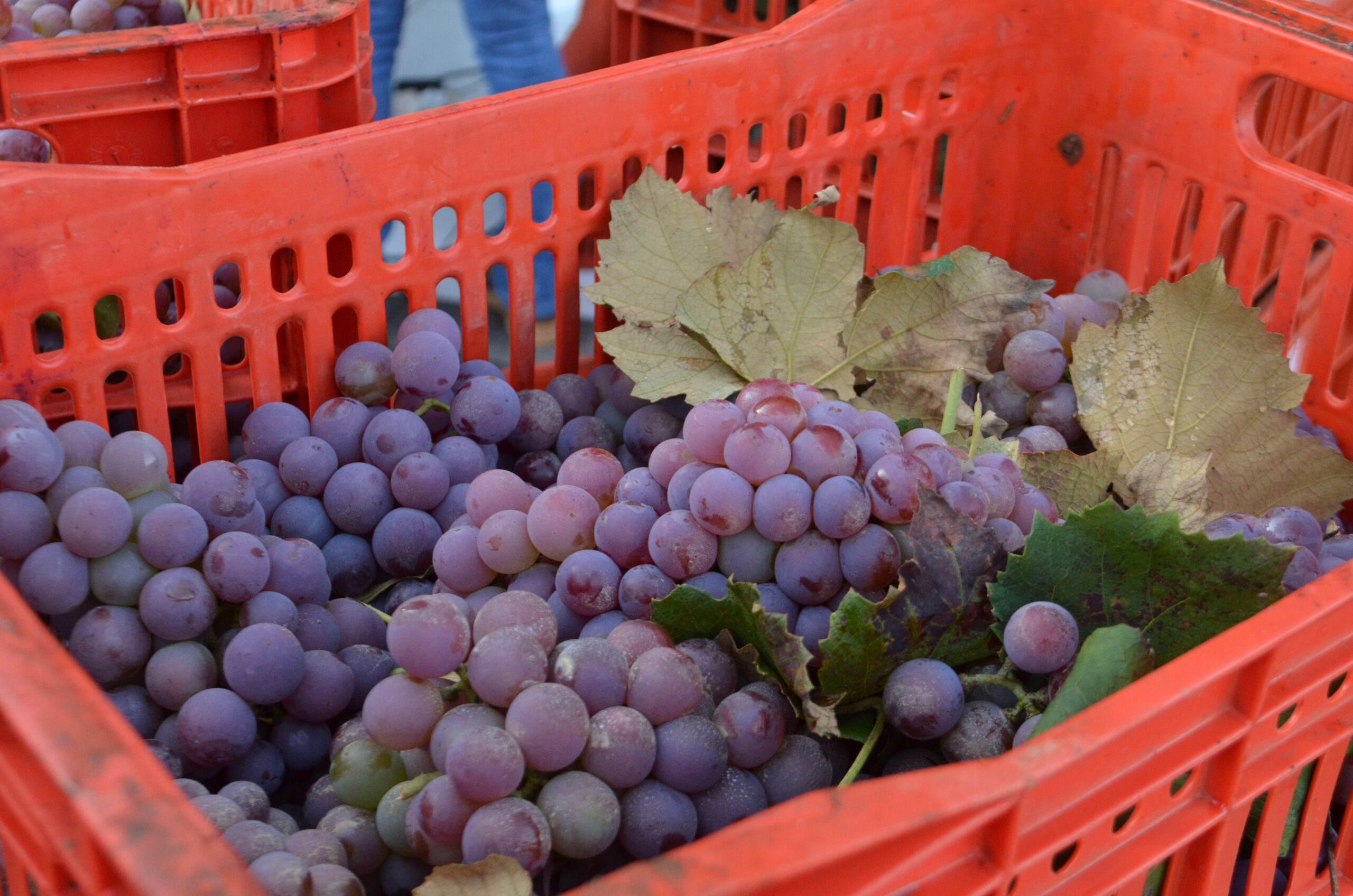 Leia mais sobre o artigo Secretaria realiza compra coletiva de uvas
